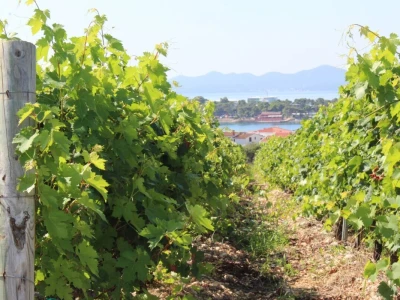 Vinogradi s kraljevskim pogledom