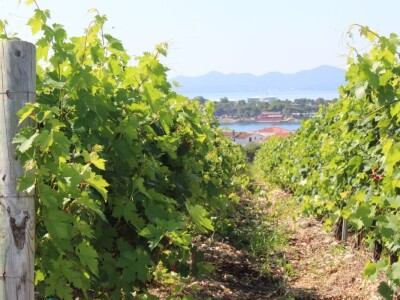 Vinogradi s kraljevskim pogledom