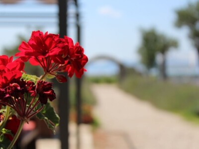 Vinogradi s kraljevskim pogledom
