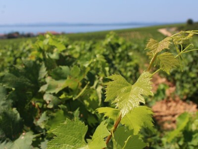 Vinogradi s kraljevskim pogledom