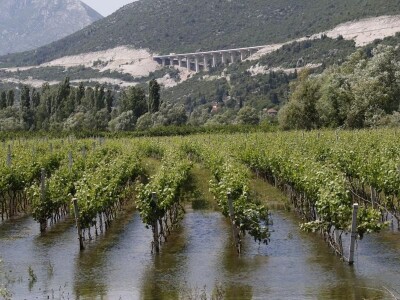 Poplavljeni vinogradi u Vrgoračko-neretvanskom polju (Umčani) pod vodom