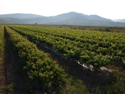 Vinogradi Volarević