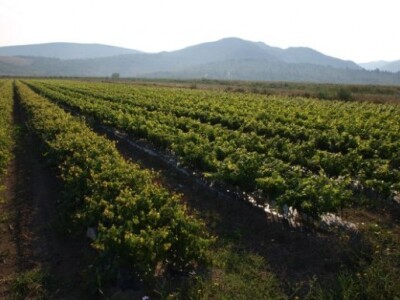 Vinogradi Volarević