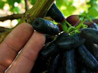 Vinova loza je novi hit na sjeveroistoku Bosne - hibridne sorte "pobijedile" klimu