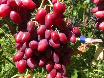 Vinova loza je novi hit na sjeveroistoku Bosne - hibridne sorte "pobijedile" klimu