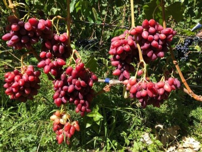 Vinova loza je novi hit na sjeveroistoku Bosne - hibridne sorte "pobijedile" klimu