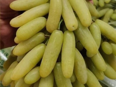 Vinova loza je novi hit na sjeveroistoku Bosne - hibridne sorte "pobijedile" klimu