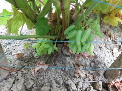 Vinova loza je novi hit na sjeveroistoku Bosne - hibridne sorte "pobijedile" klimu