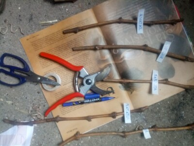 Vinova loza je novi hit na sjeveroistoku Bosne - hibridne sorte "pobijedile" klimu