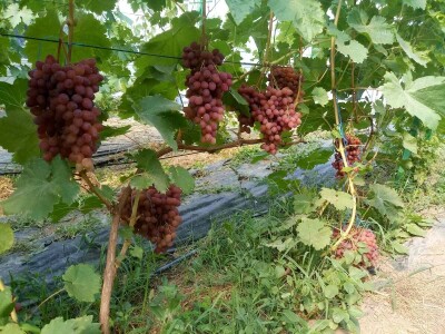 Vinova loza je novi hit na sjeveroistoku Bosne - hibridne sorte "pobijedile" klimu