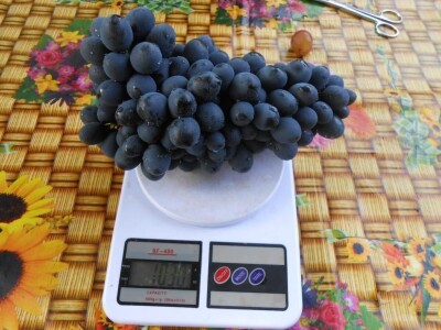 Vinova loza je novi hit na sjeveroistoku Bosne - hibridne sorte "pobijedile" klimu