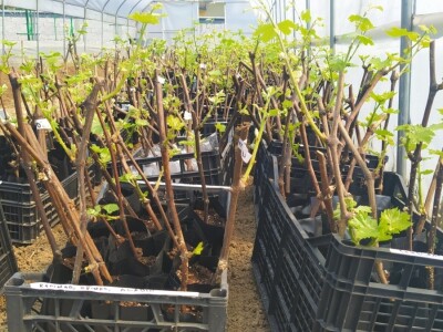 Vinova loza je novi hit na sjeveroistoku Bosne - hibridne sorte "pobijedile" klimu