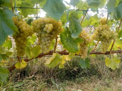 Vinova loza je novi hit na sjeveroistoku Bosne - hibridne sorte "pobijedile" klimu