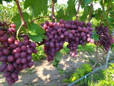 Vinova loza je novi hit na sjeveroistoku Bosne - hibridne sorte "pobijedile" klimu