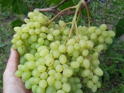 Vinova loza je novi hit na sjeveroistoku Bosne - hibridne sorte "pobijedile" klimu