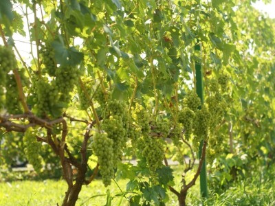 Vinova loza je novi hit na sjeveroistoku Bosne - hibridne sorte "pobijedile" klimu