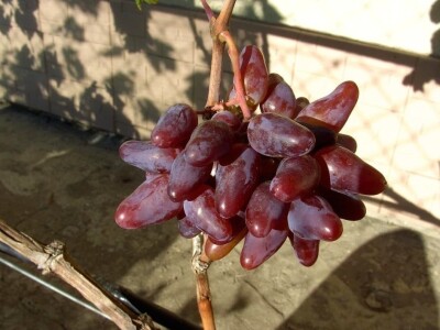 Vinova loza je novi hit na sjeveroistoku Bosne - hibridne sorte "pobijedile" klimu