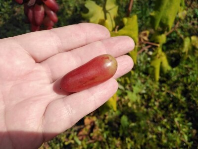 Vinova loza je novi hit na sjeveroistoku Bosne - hibridne sorte "pobijedile" klimu