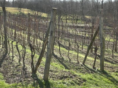 VINOVU LOZU NEMA KO DA GAJI