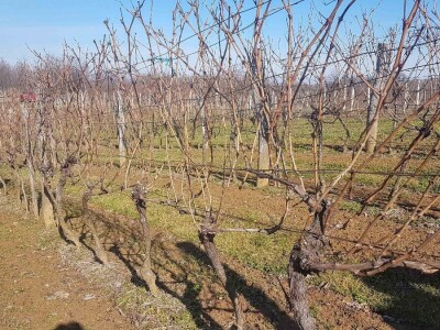 VINOVU LOZU NEMA KO DA GAJI