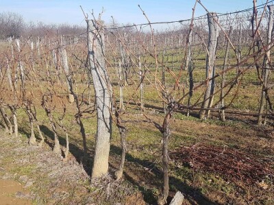 VINOVU LOZU NEMA KO DA GAJI