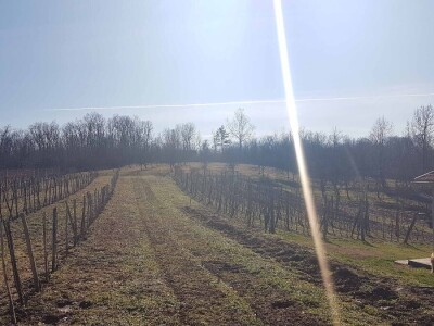 VINOVU LOZU NEMA KO DA GAJI