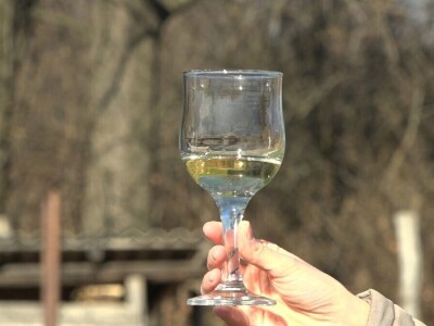 VINOVU LOZU NEMA KO DA GAJI