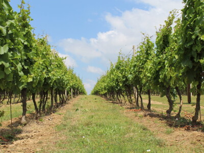 Vinska cesta Bansko brdo