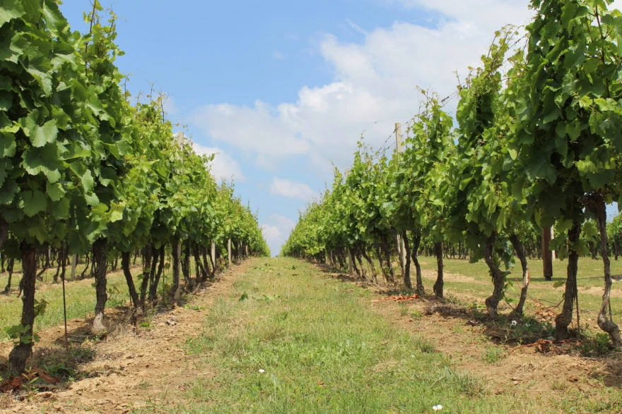 vinograd