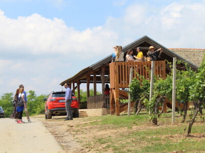 Vinska cesta Bansko brdo