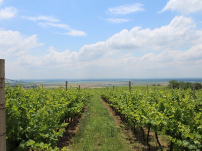Vinska cesta Bansko brdo