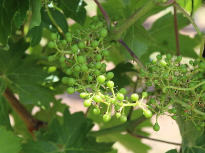 Vinska cesta Bansko brdo