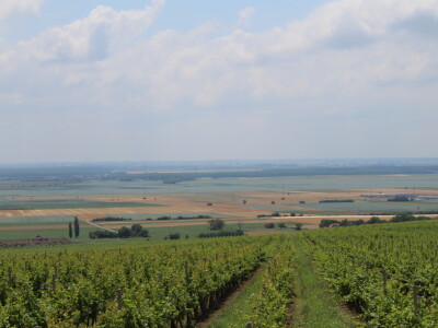 Vinska cesta Bansko brdo