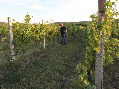 Vinska kuća Pavlomir