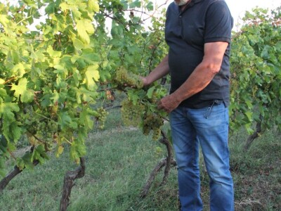 Vinska kuća Pavlomir