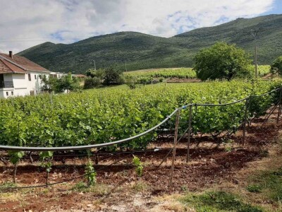 Vinski podrum Petijević