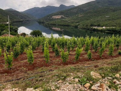 Vinski podrum Petijević