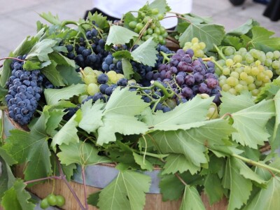 Vinski trg u Derventi