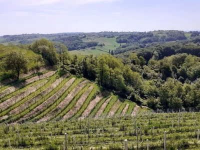 Vinski  turizam