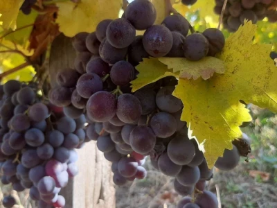 Vinski turizam velika razvojna šansa Topole, foto: M. Lazarević