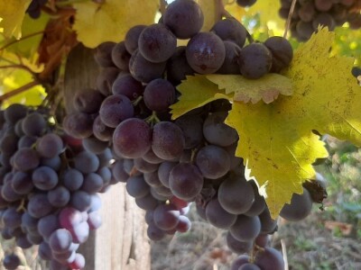 Vinski turizam velika razvojna šansa Topole, foto: M. Lazarević