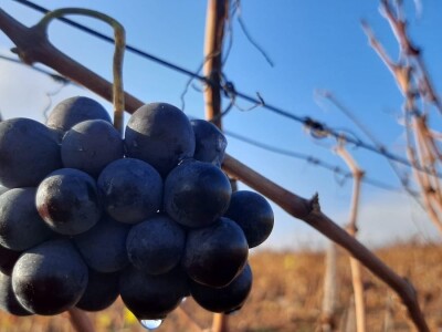 Vinski turizam velika razvojna šansa Topole, foto: M. Lazarević
