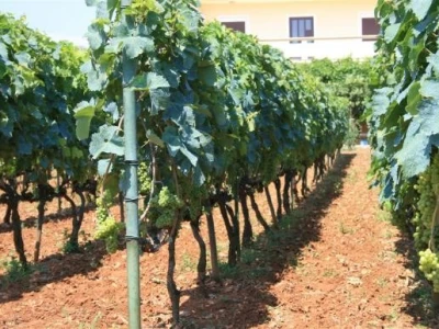 Vinograd