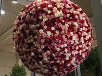 Rasadnik ruža Virag Rasadnik ruža Virag