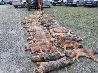 Više od 2.000 lovaca na osmoj Šakalijadi u Derventi