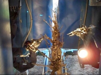 Vision Robotics Grapevine Pruner