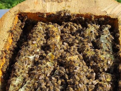 Visit Village - platforma za poljoprivredna gazdinstava