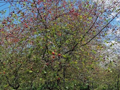 Višnja na OPG HAHA Višnja na OPG HAHA