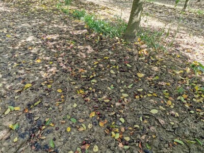 Višnja na OPG HAHA Višnja na OPG HAHA