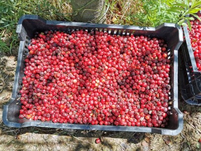 Višnja na OPG HAHA Višnja na OPG HAHA